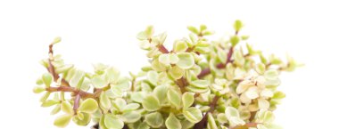 İzole Portulacaria afra