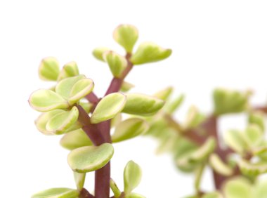 İzole Portulacaria afra