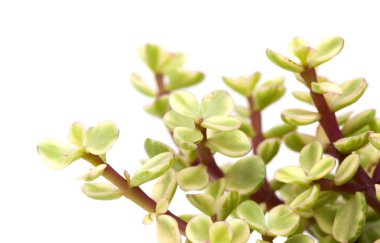 İzole Portulacaria afra