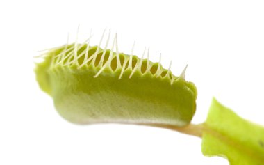 Venus flytrap plant clipart