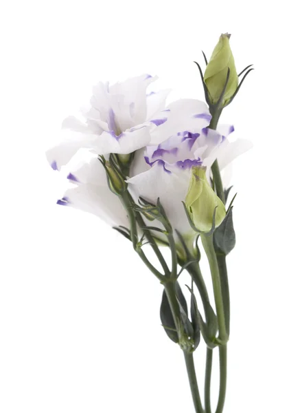 Fiore di Lisianthus bianco e blu isolato su bianco — Foto Stock
