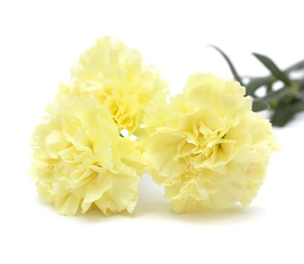 Blekt gul nejlika blommor isolerade — Stockfoto