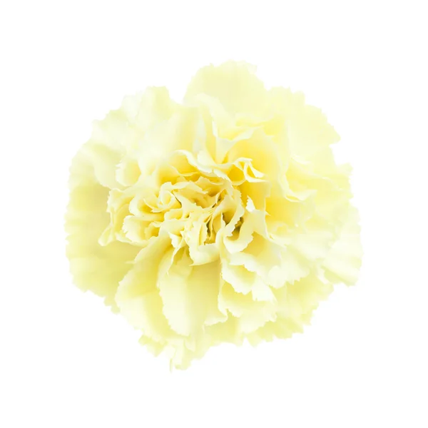 Bleke geel carnation bloemen geïsoleerd — Stockfoto