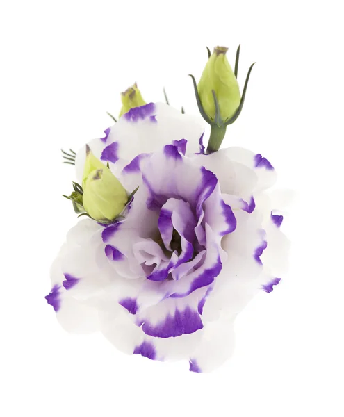 Fiore di Lisianthus bianco e blu isolato su bianco — Foto Stock