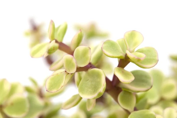 Portulacaria afra isolated — Stock Photo, Image