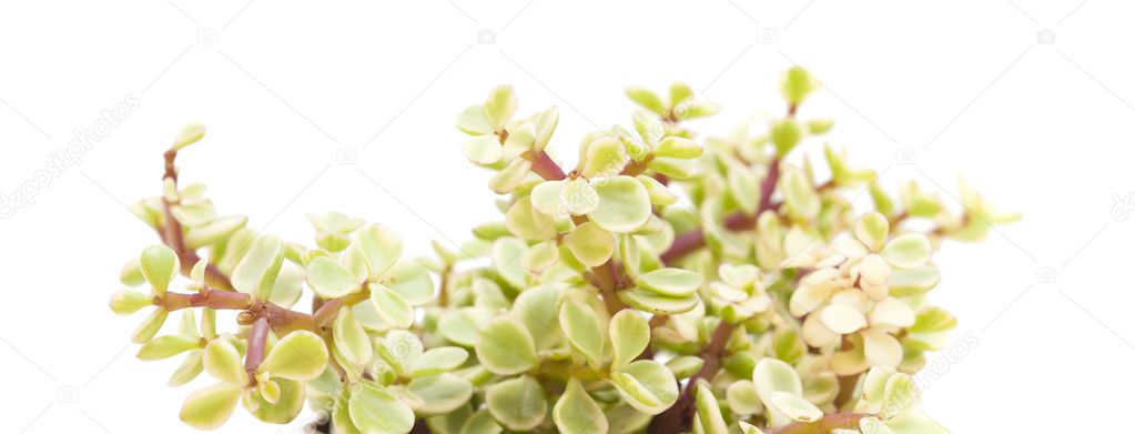 Portulacaria afra isolated