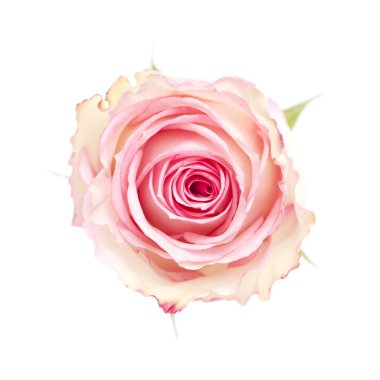 yumuşak pembe Gül