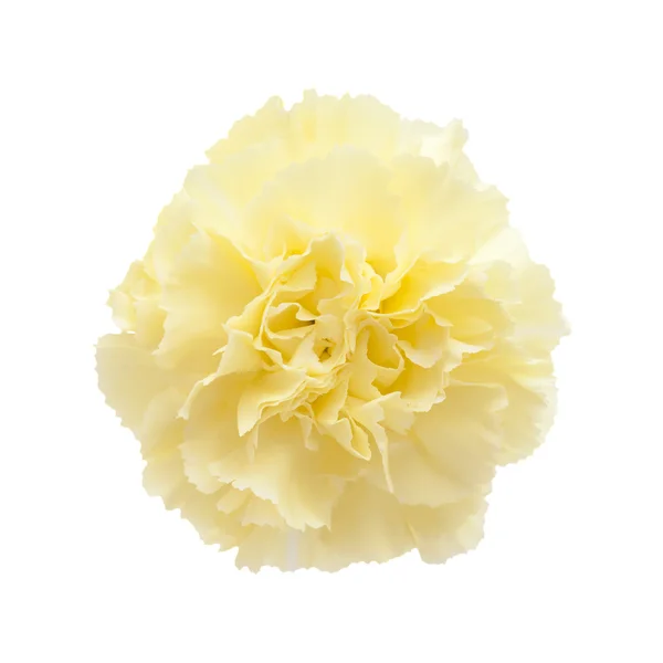 Pale yellow carnation flowers isolated — Stock Photo, Image