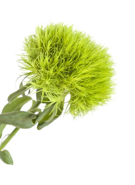 Grüne Nelkenblüte — Stockfoto