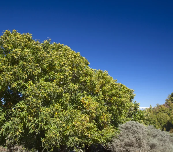 Gran Canaria, sentier de randonnée Cruz de Tejeda - Teror — Photo