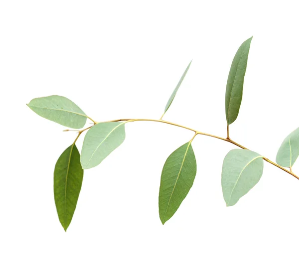Fresh green eucalyptus, young branch — Stock Photo, Image