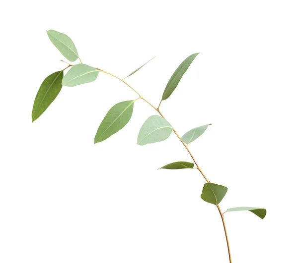 Eucalyptus vert frais, jeune branche — Photo