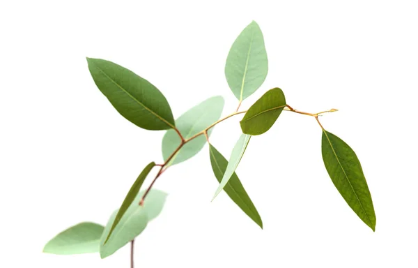 Fresh green eucalyptus, young branch — Stock Photo, Image