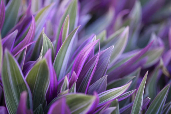 紫露草尾丰富多彩的树叶 — 图库照片