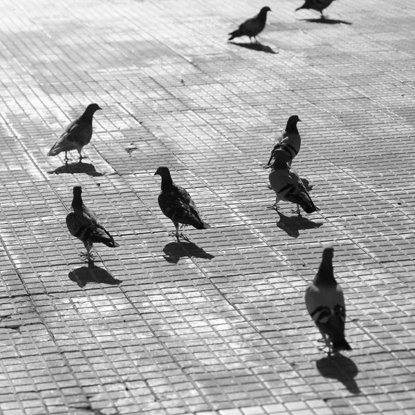 City pigeons abstract — Stock Photo, Image