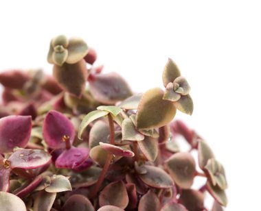 Yeşim bitkisi marginalis etli yaprakları