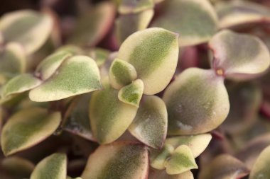 Yeşim bitkisi marginalis etli yaprakları