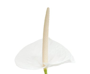 beyaz Anthurium çiçeği