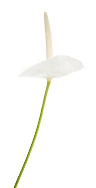 beyaz Anthurium çiçeği