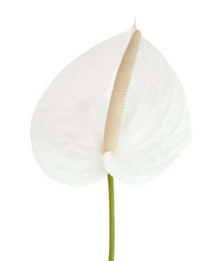 beyaz Anthurium çiçeği