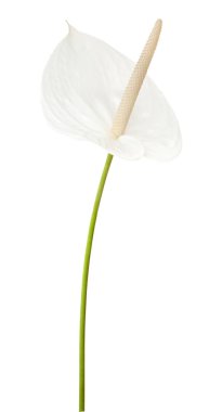 beyaz Anthurium çiçeği