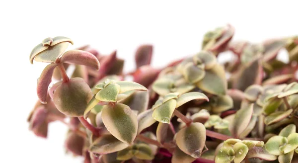 Crassula marginalis vlezige bladeren — Stockfoto