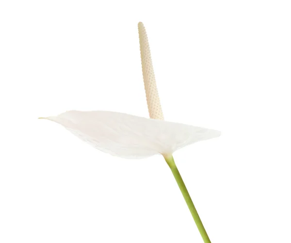 White anthurium flower — Stock Photo, Image