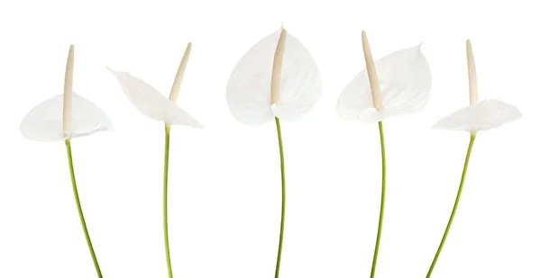 Fleur blanche anthurium — Photo