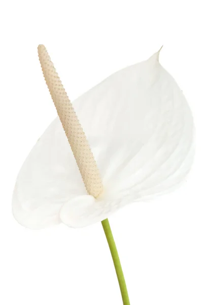 白アンスリウム花 — ストック写真