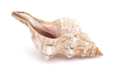 Pleuroploca yamuk, yamuk at kabuklu