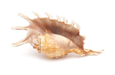 Lambis, örümcek kabuklu deniz hayvanı kabuğu