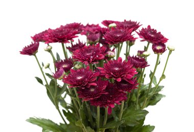 koyu kırmızı sprey krizantem