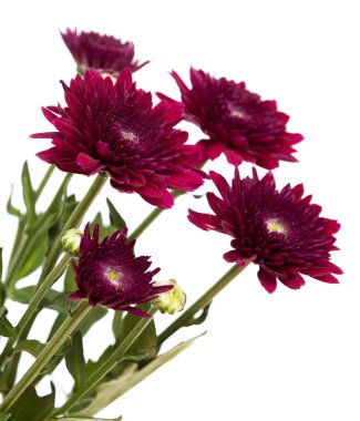 koyu kırmızı sprey krizantem