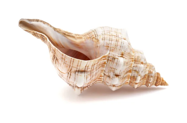 Pleuroploca trapezium, trapezium häst conch — Stockfoto