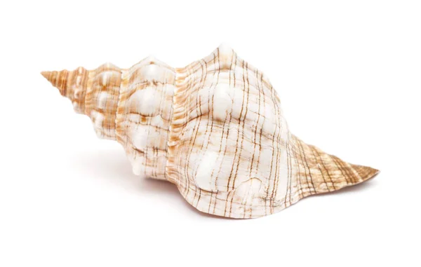 Pleuroploca trapezium, trapezium horse conch — Stock Photo, Image