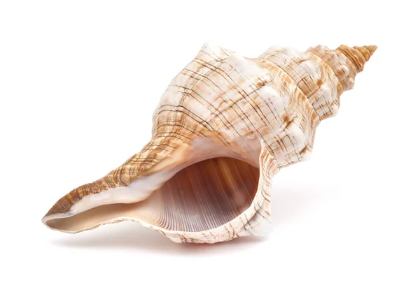 Pleuroploca trapezium, trapezium häst conch — Stockfoto