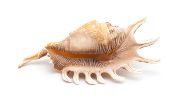 Lambis, spider conch shell — Stockfoto