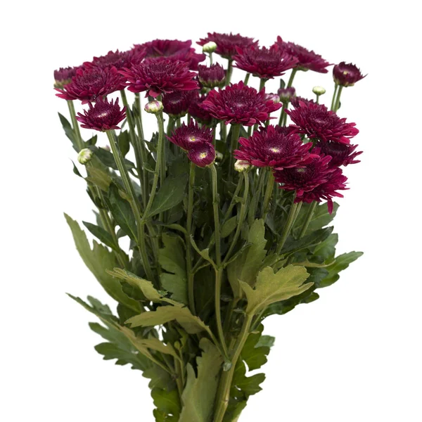 Dunkelrote Sprüh-Chrysanthemen — Stockfoto