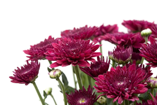Dark red spray chrysanthemums — Stock Photo, Image