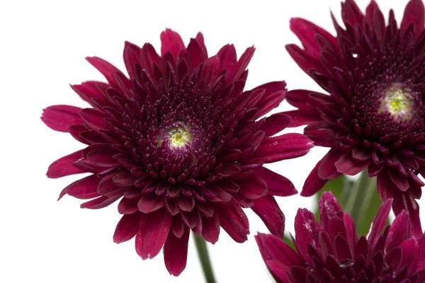 Dunkelrote Chrysantheme — Stockfoto