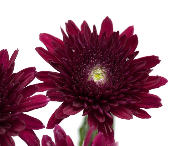 Dark red spray chrysanthemums — Stock Photo, Image