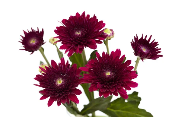 Dunkelrote Sprüh-Chrysanthemen — Stockfoto