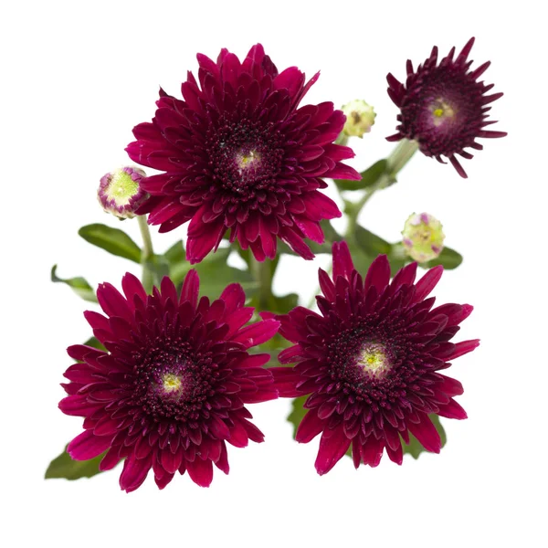 Dunkelrote Sprüh-Chrysanthemen — Stockfoto