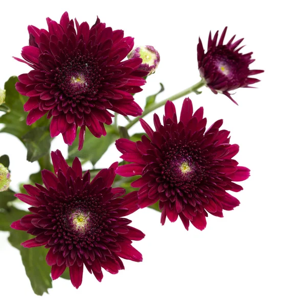 Dunkelrote Sprüh-Chrysanthemen — Stockfoto