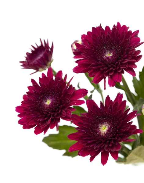 Dunkelrote Sprüh-Chrysanthemen — Stockfoto