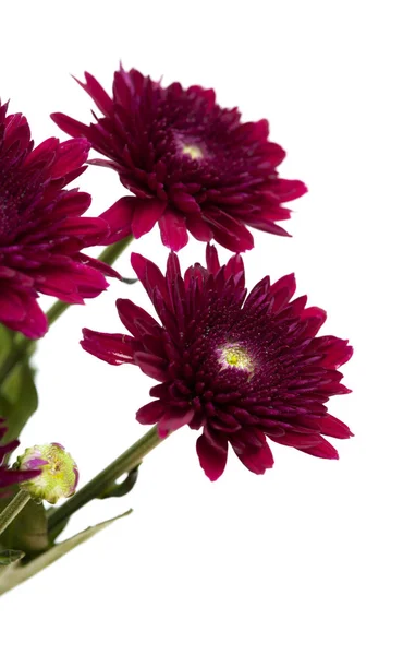 Dunkelrote Sprüh-Chrysanthemen — Stockfoto