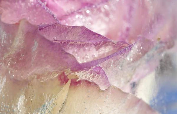Donmuş flora arka plan sanat — Stok fotoğraf