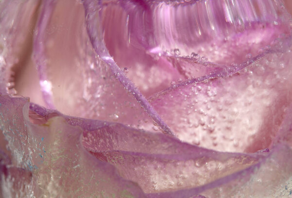Frozen flora art background, pink rose in ice