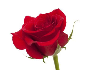 koyu kırmızı gül izole