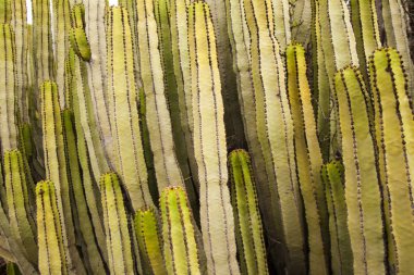 Gran Canaria - Atatürk canariensis florası